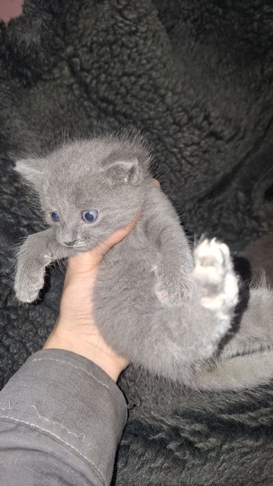 Отдам котят даром