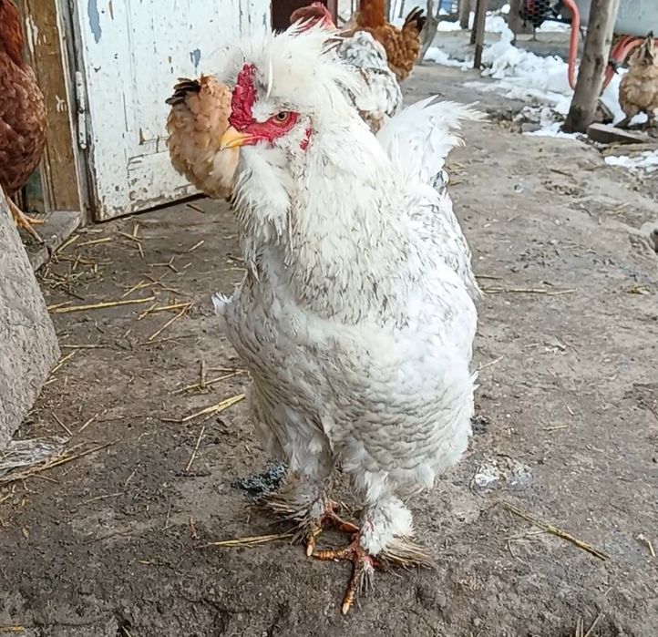 Oua Verzi/Albastre de la găini Araucana și ouă se Strumki, moțate mari