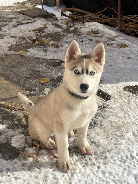 Щенок Хаски чистокровный