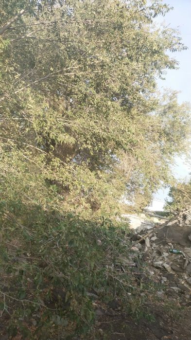 Продам саженцы деревьев