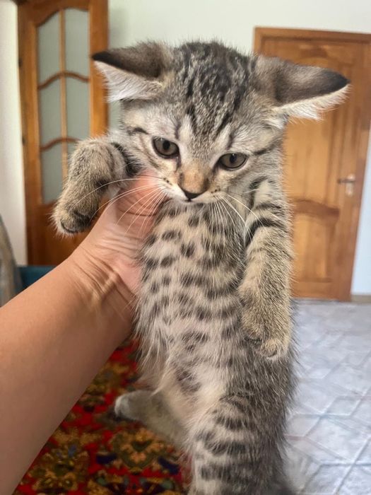 Скотиш фолд котенок