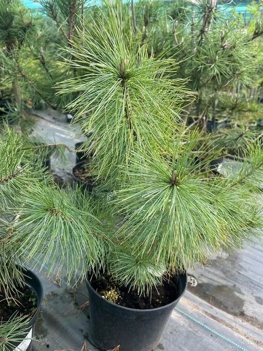 Саженцы в актобе