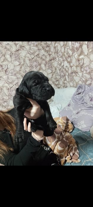 Продам, щенков кане-корсо