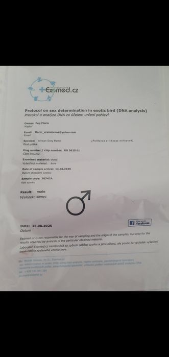 Papagal Jako(African gray) mascul 4 luni test ADN  foarte bland