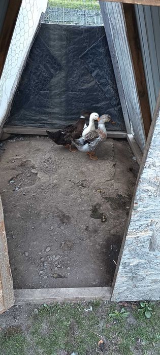 Animale de vânzare urgent