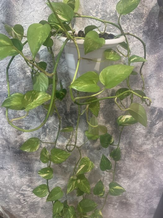 Цветы не дорого!