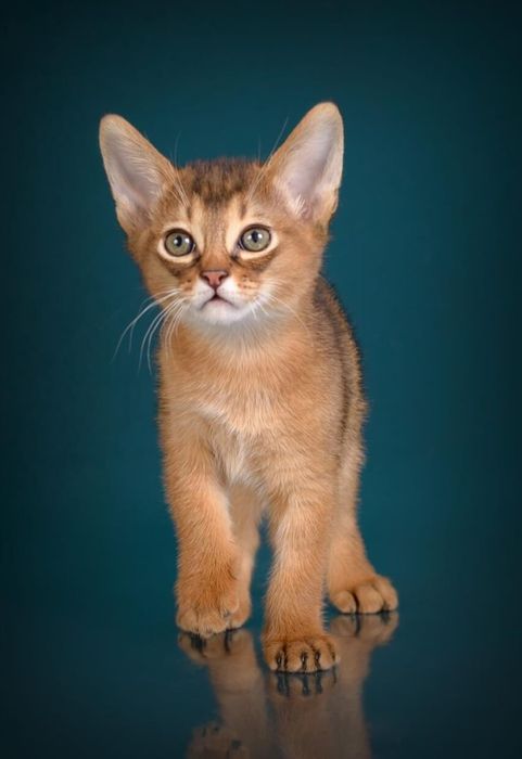 ЧАУЗИ с Документами и ТИТУЛАМИ