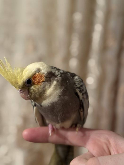 Попугай карелла торг не большой