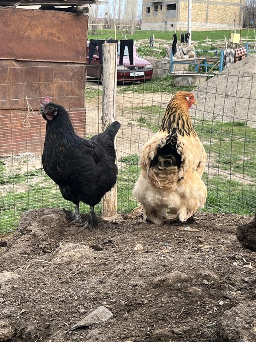 Брама тауықтары