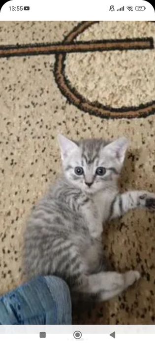 Шотланский .1,5 месяцев.Приучены.