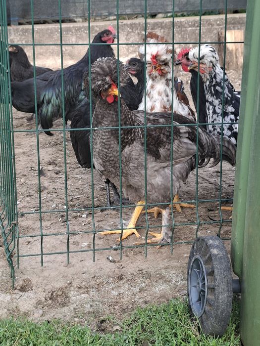 Vând 2 cocoși cu moț și 2 australorp.
