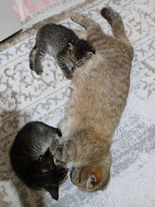 Отдам даром котят