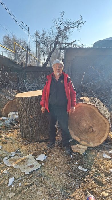 Продам большой чурбак карагача