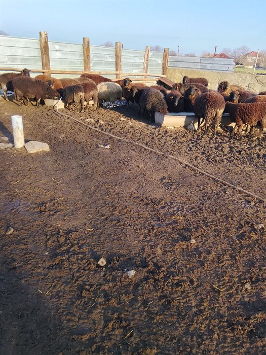 Продавам 160 овце