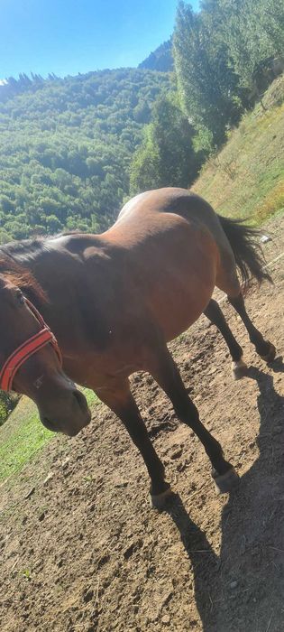 Iapă de vânzare cuminte