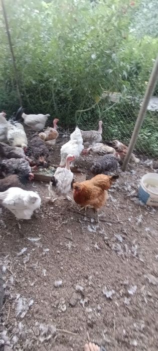 Продам кур домашних