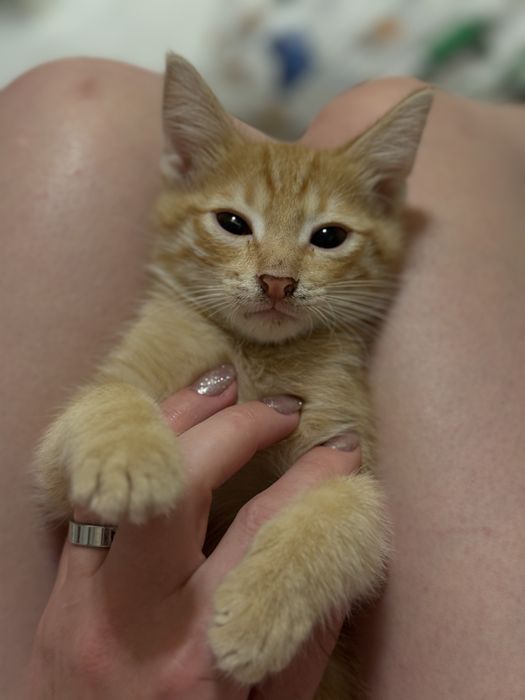 Котята ищут дом