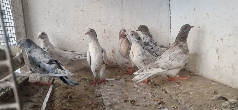 молодые пискуны гульсары и челкари