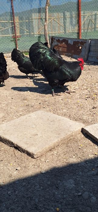 Gaini si cocosi de australorp si tineret