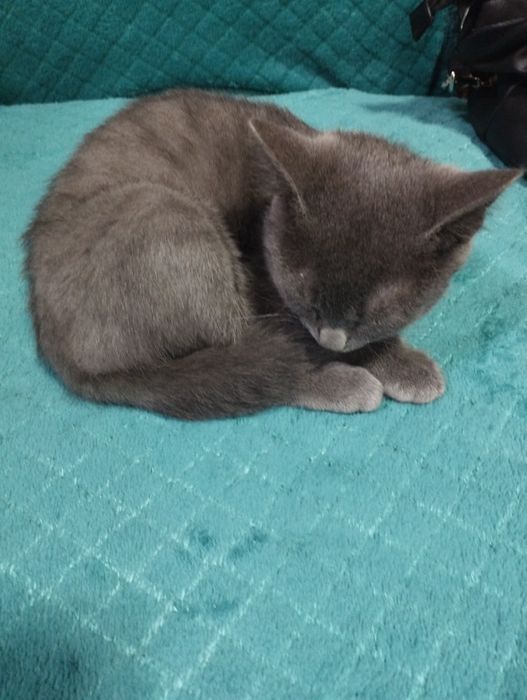 Котёнок -мальчик.