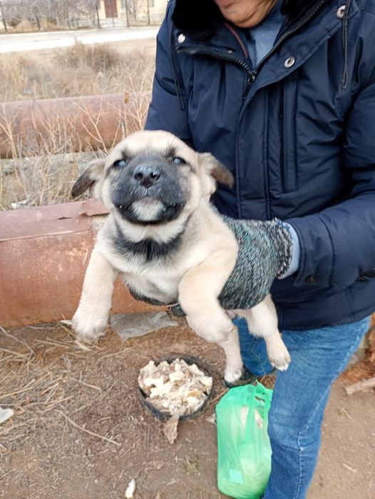 Щенки в хорошие руки