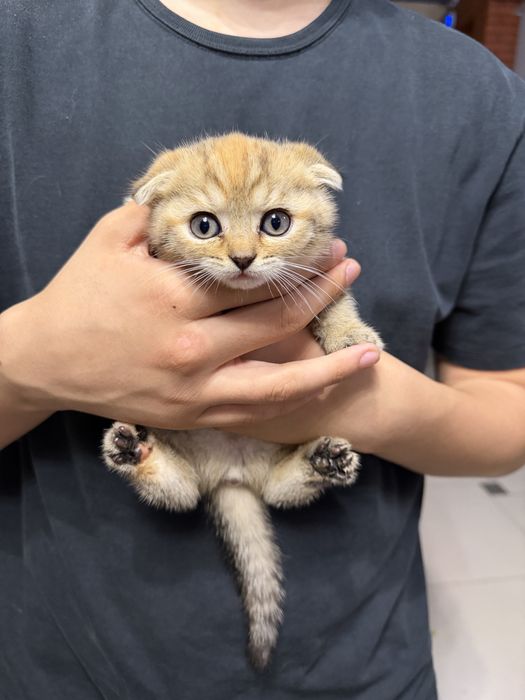Котята британские