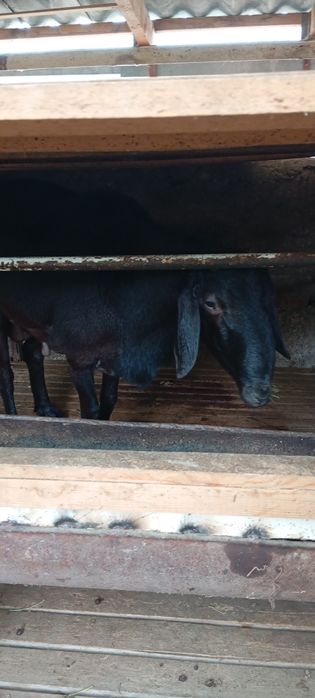 Qoy sotiladi. Yemda boqilvoti.