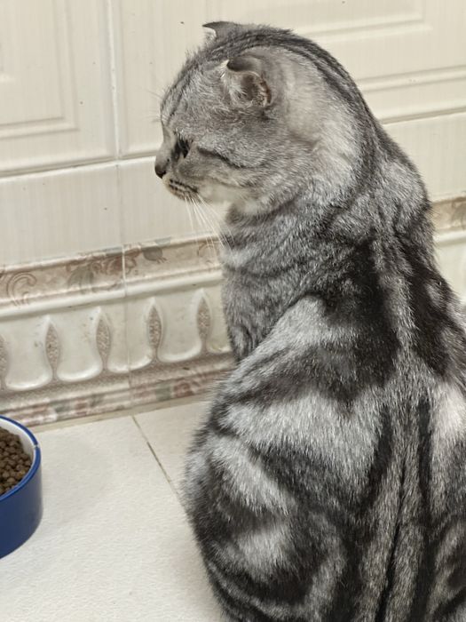 Кошка и котенкаа