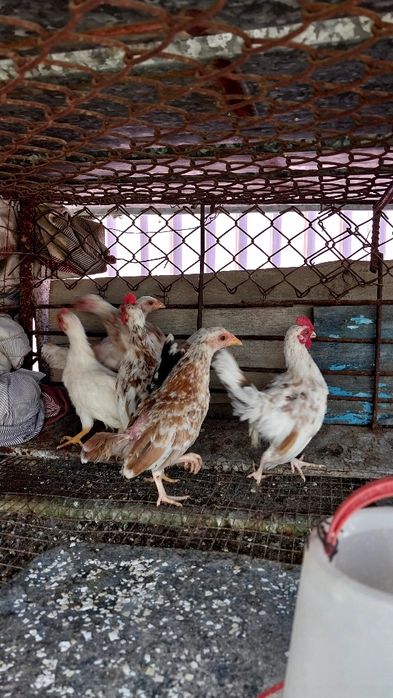 Цыплята декоративные