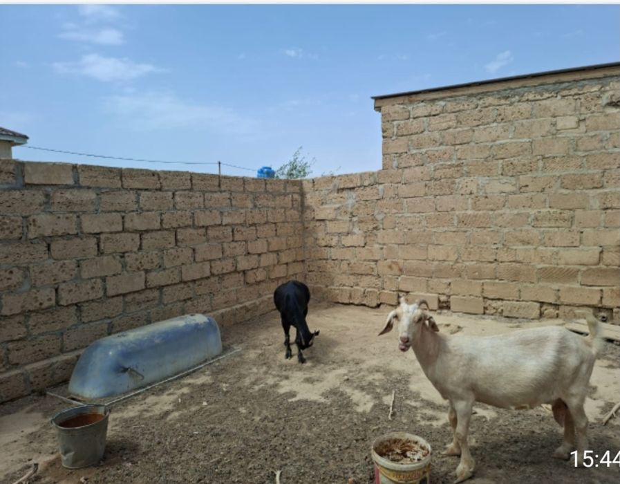 Сүтті Занен ешкілер сатылады.