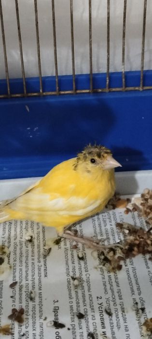 Кенор молодой ппрдам