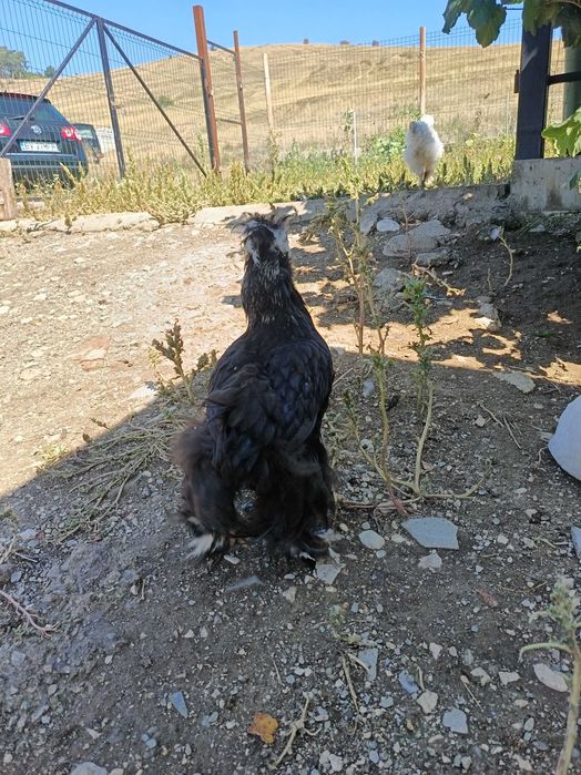 Cocosi moțați și incaltati