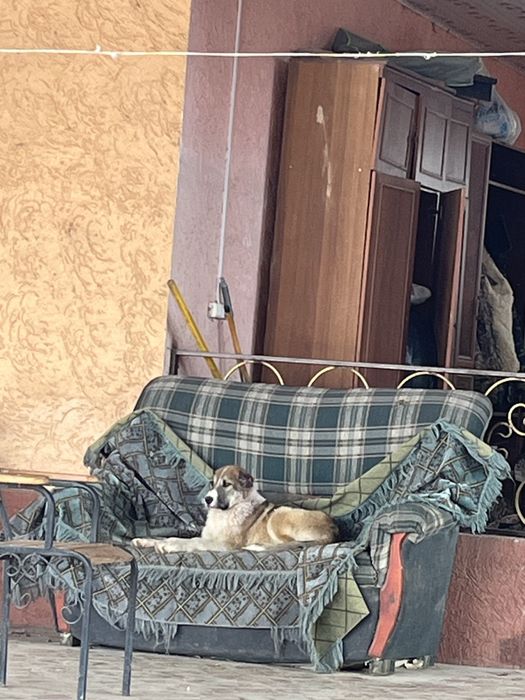 Алабай күшік мықты ұрғашы