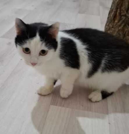 Котенок Бимоша ищет семью