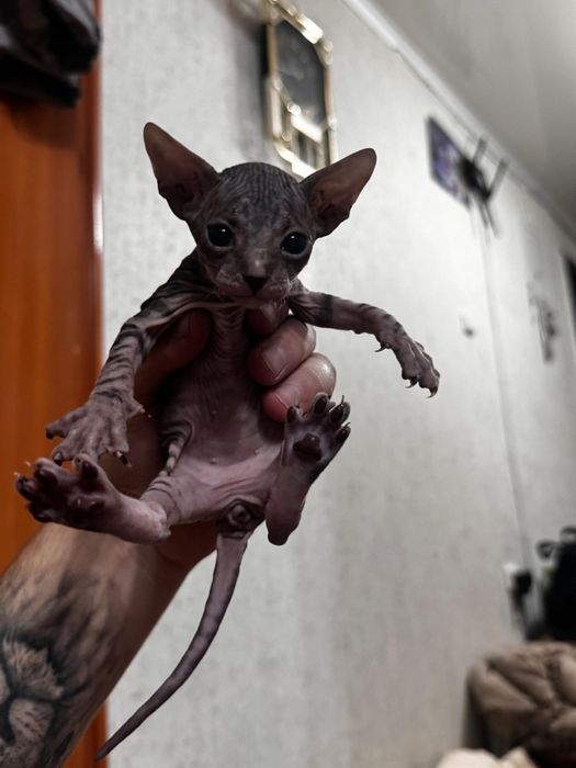 Котенок Донского сфинксов