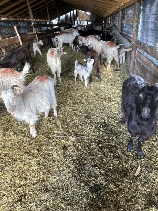 Vand capre bune de lapte