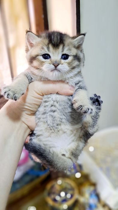 Шиншиллы от правильной вязки