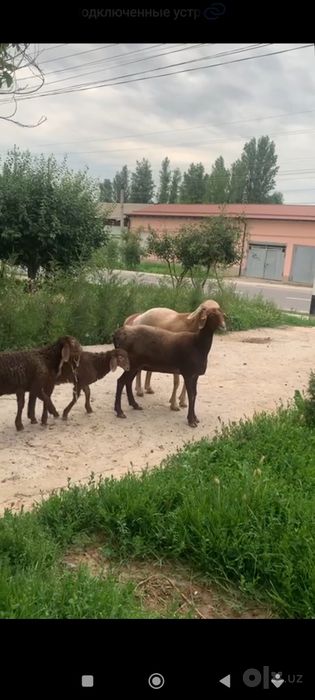 1 ta ona qòy 2 ta bolasi blan