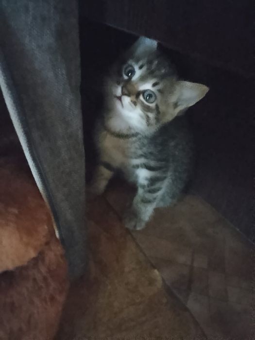 Домашние котята