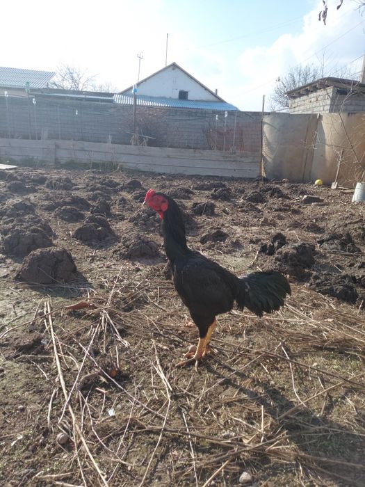 Дакан хуроз жужа