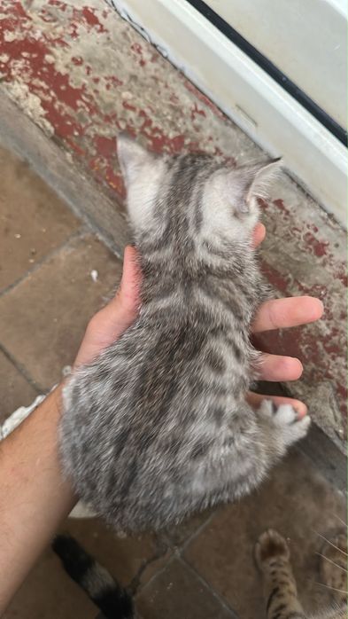 Котята заботливым хозяевам