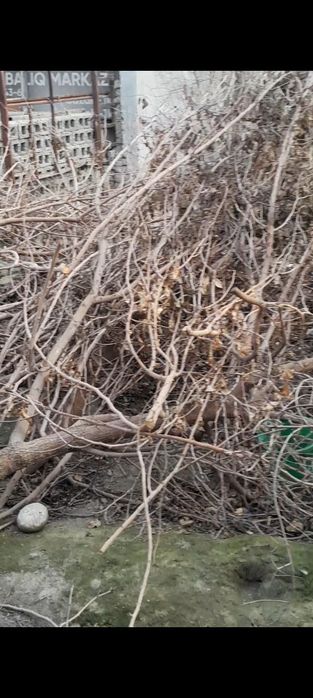 Mayda shox o‘tinlar sotiladi,  aralash qalin o‘tinlarxam bor