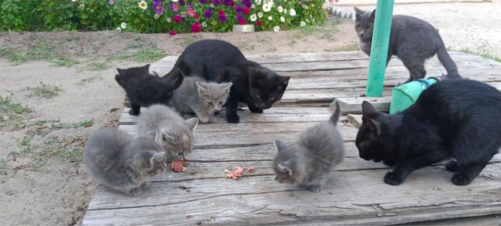 Отдам  котят бесплатно в  добрые руки