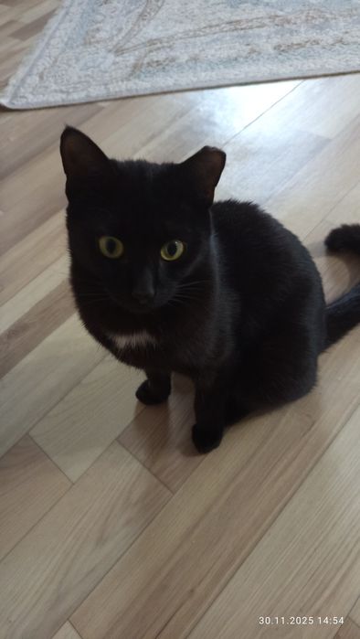 Котик Черныш  мальчик