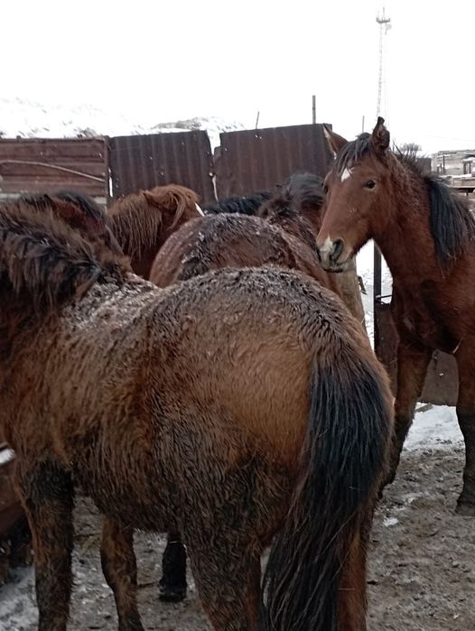 Тайлар на согым с откорма