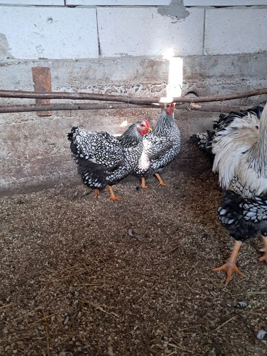 Ouă wiandott argintiu incubat