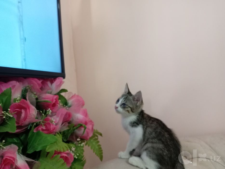 Домашние животные котята