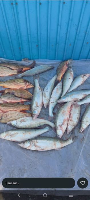 Сазан судак Алакольский