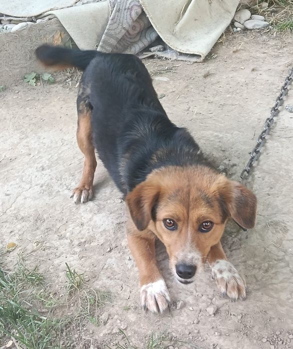 Отдам бесплатно собачку в хорошие руки