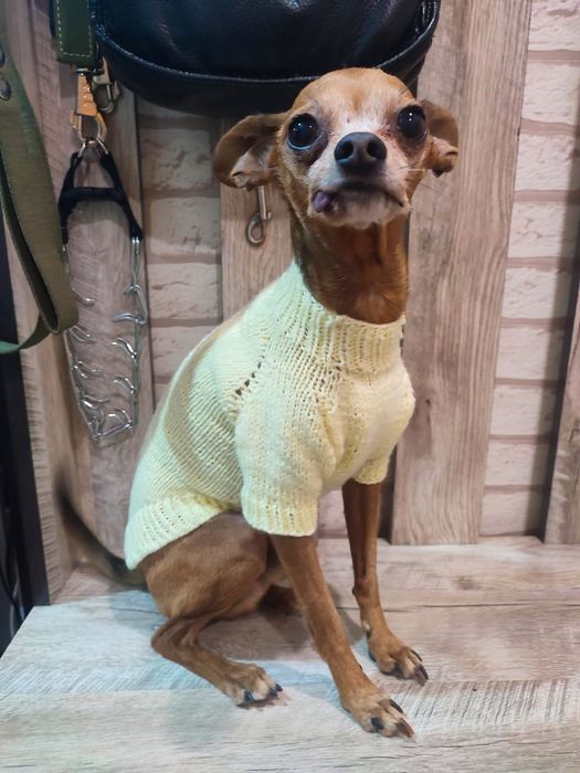 Одежда для животных